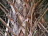 lvw-palm-tree-weave